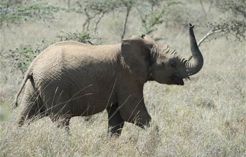 Julie Larsen Maher_5337_African Elephants_KEN_03 08 14